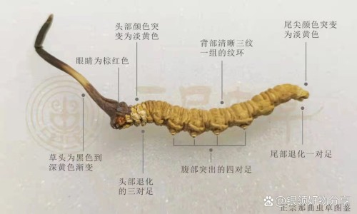 【糖益康胶囊是不是真药】糖益康是国药准字药吗 - 糖益康胶囊价格网